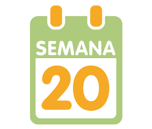 Semana 20