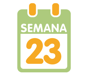 Semana 23