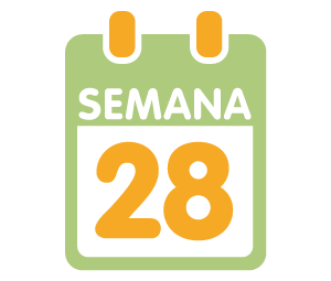 Semana 28